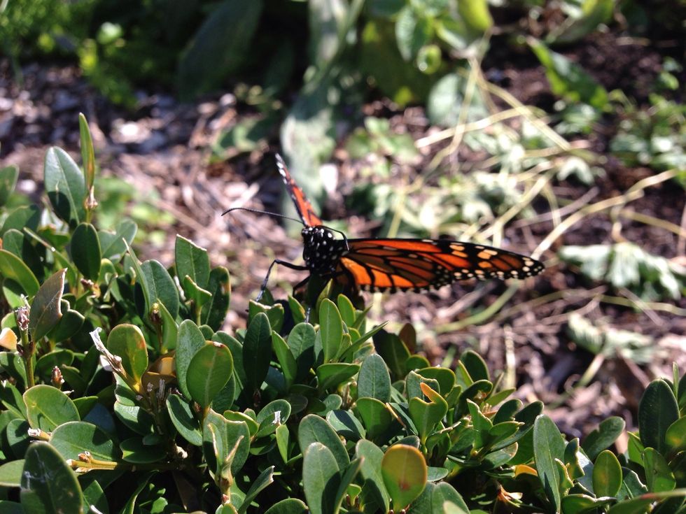 1) hold you iPhone as close to the subject as possible (before it no longer can focus on it) and tap it to focus on it 2) have the background as far as possible from your subject (photo taken by me)