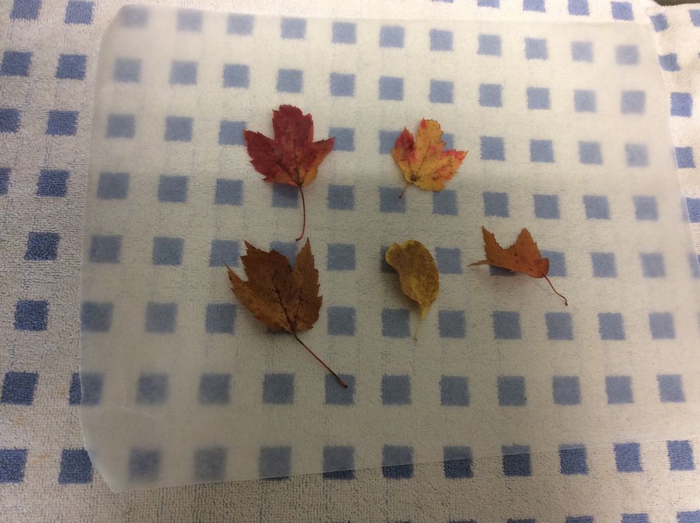 1- step Put a piece of wax paper in the table, then put some leaves on top of it