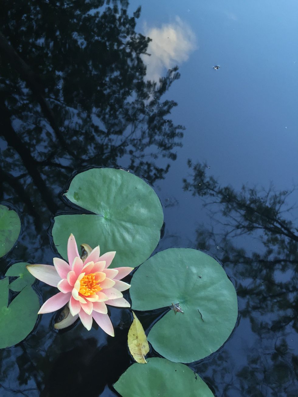 10. Stay calm and do your best \u2192Take your time on and look over questions to be sure you understand, if you do not know an answer then leave it blank and come back to it later. Do not rush.