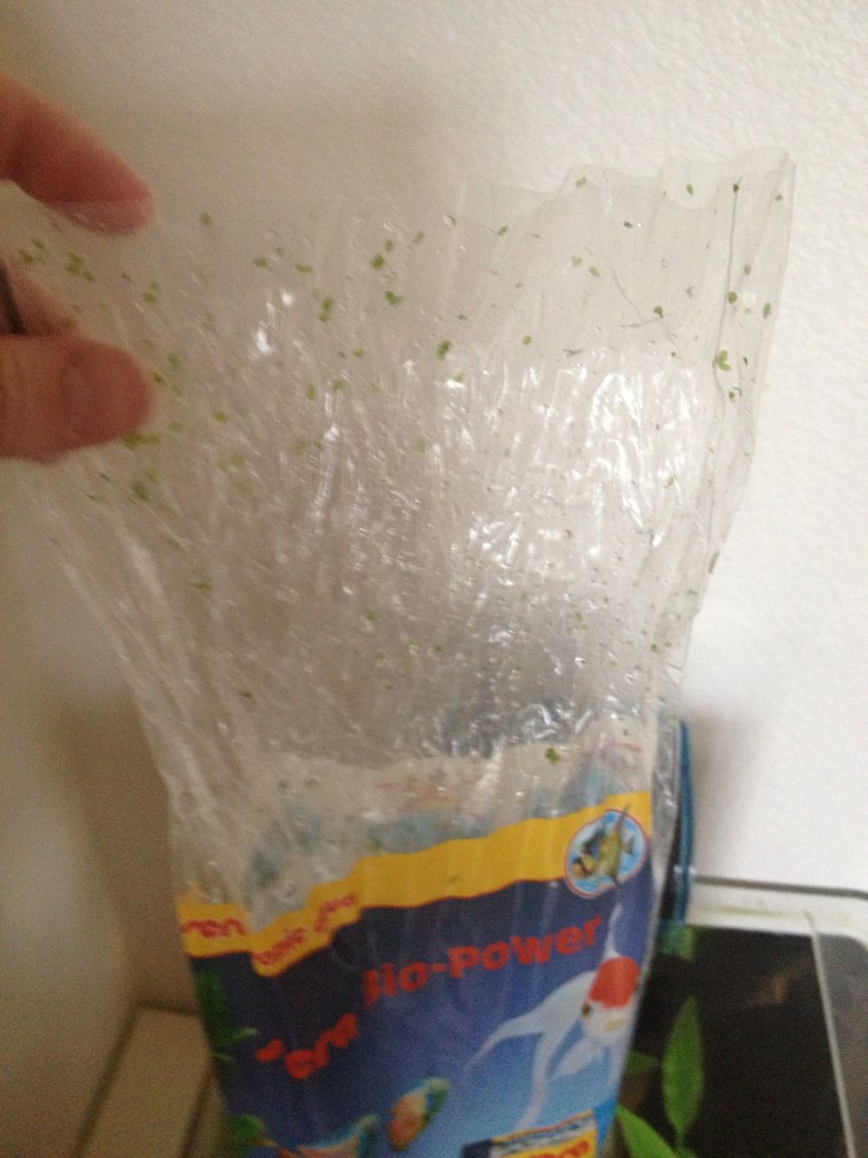 15 minutes later, it's time to open the bag. But don't dump them in yet!