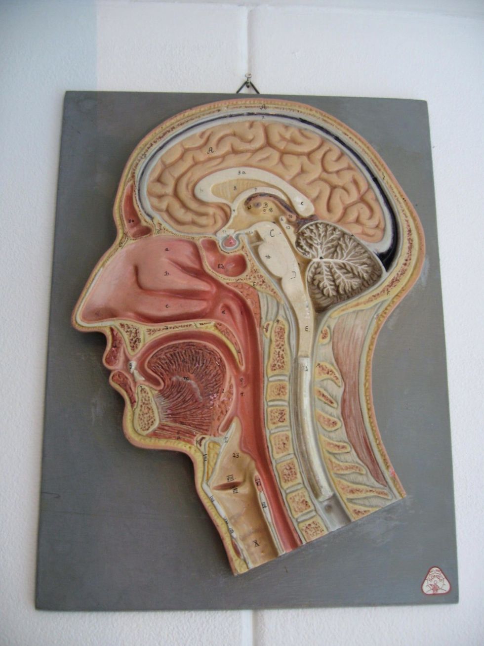 15 Once I got enthousiastic about the result, I choose another model. This is an old one of the head.