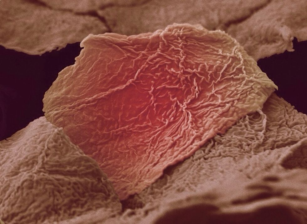 1a) Skin cells are packed  tightly so they can keep a very strong structure