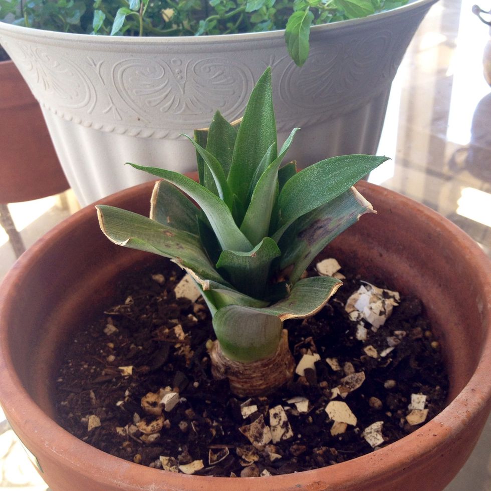2 and a half months old:)  As time goes on I will keep you guys updated with the plant and what to expect!