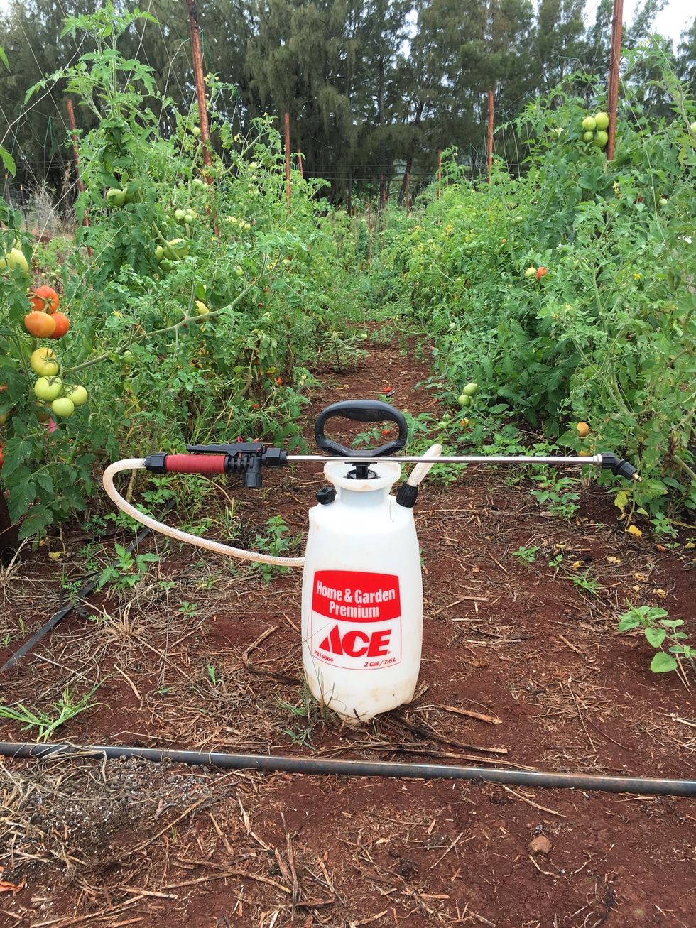 2 gallon pump sprayer with a brass nozzle