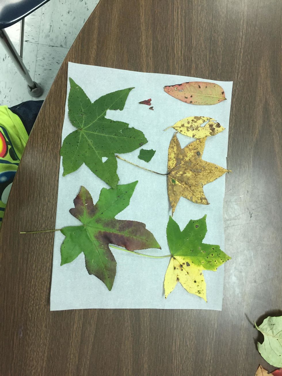 2. Glue leaves onto one piece of parchment paper.