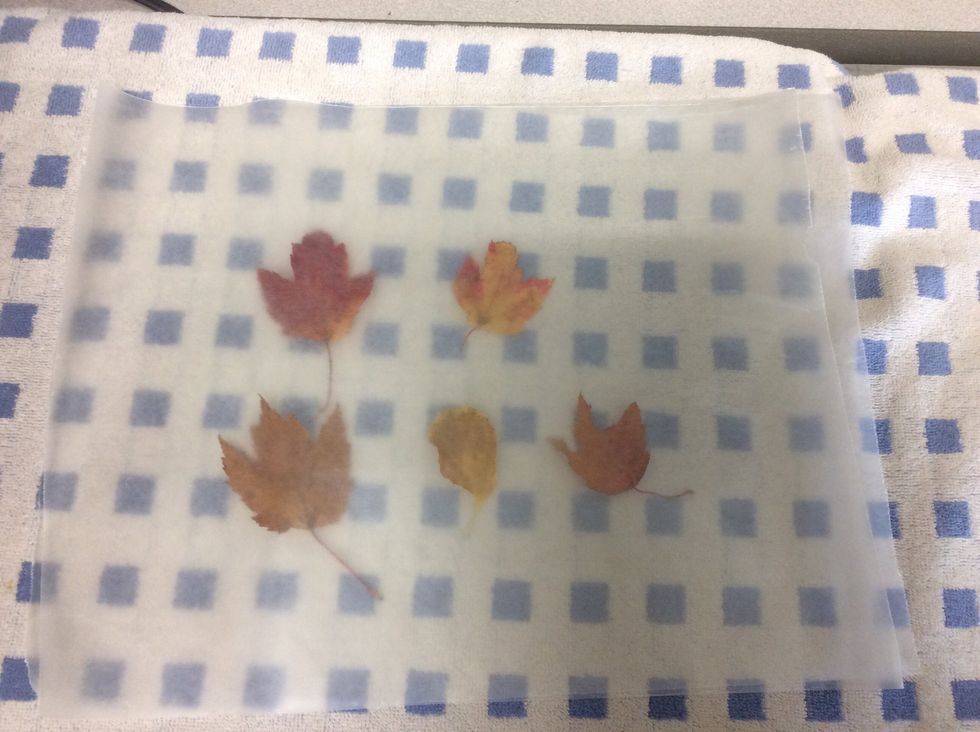 2- Put the other half of wax paper on top of the leaves making kind of a sandwich