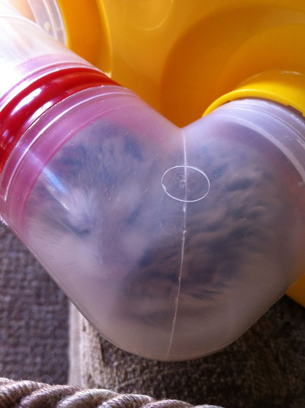 2. Robos tend to get along in same sex pairs in the same family. However are still prone to fighting with their own. So you must keep a close eye on them. If they fight, you must separate them.