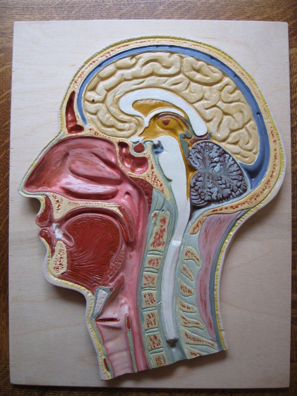 21 Use your imagination for coloring the organs and tissues. You see, I didn't use mine; all the colors are from the original ....
