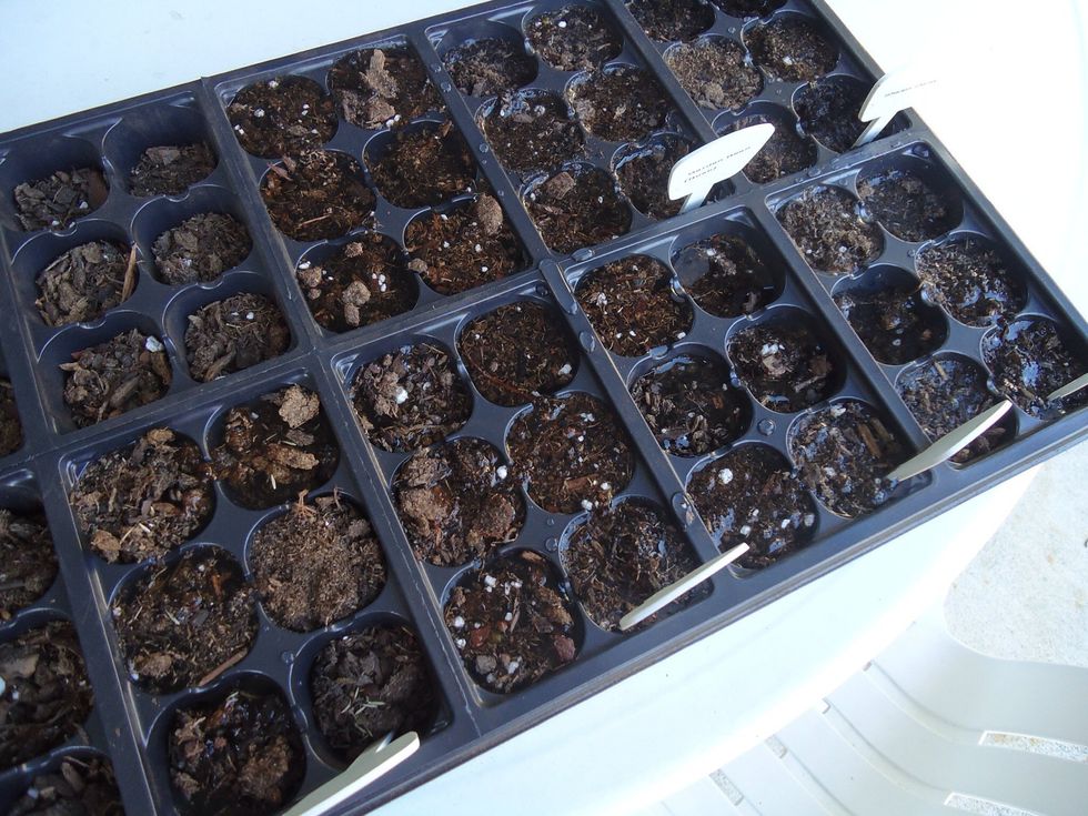 2nd to last step is just to water. Try not to flood them and make sure you do not wash the seeds away. Small seeds could go though the drainage hole.