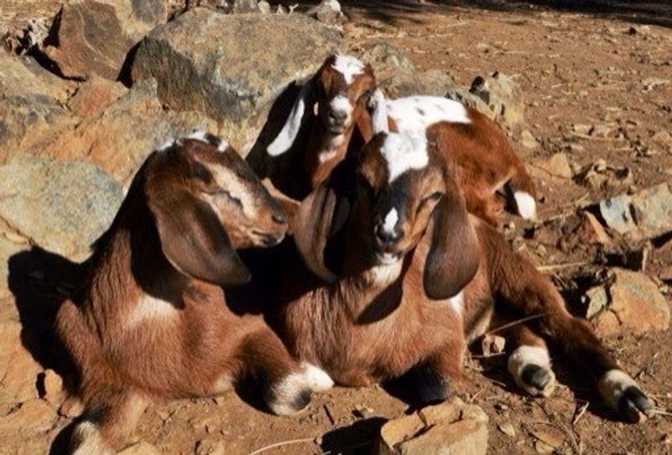 3 of our doelings born early 2013!