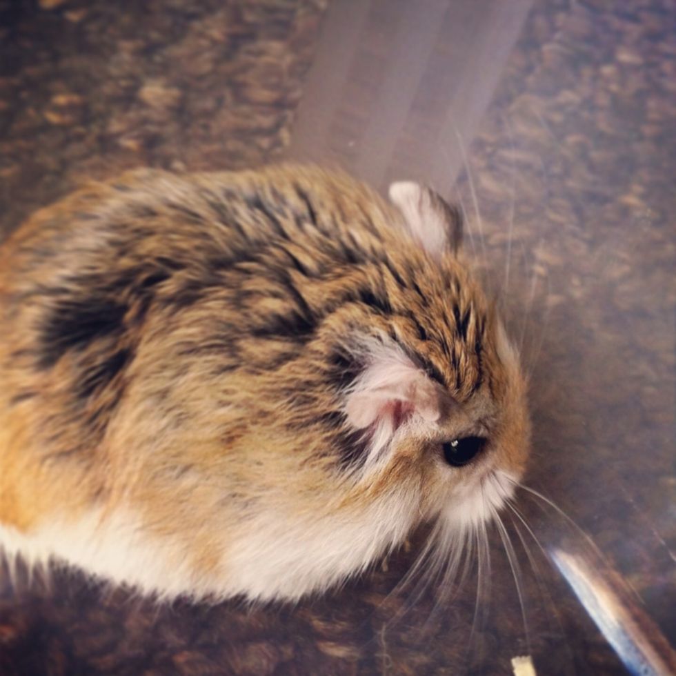 How to care for roborovski dwarf hamsters B+C Guides