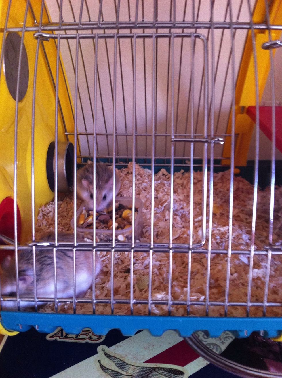 4. And finally, DONT STRESS THEM. All Hamsters are prone to getting ill when stressed. A big killer being 'Wet Tail' (Severe diarrhoea). If you find their rear is wet, take them to a vet immediately.