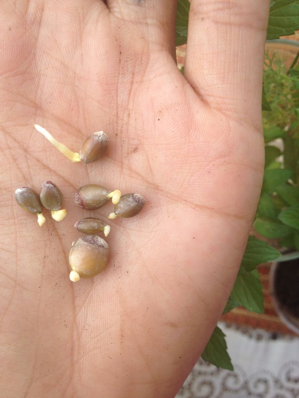 5-9 days later your seeds will being to sprout. Once you are at this stage, individually plant each seed in damped soil