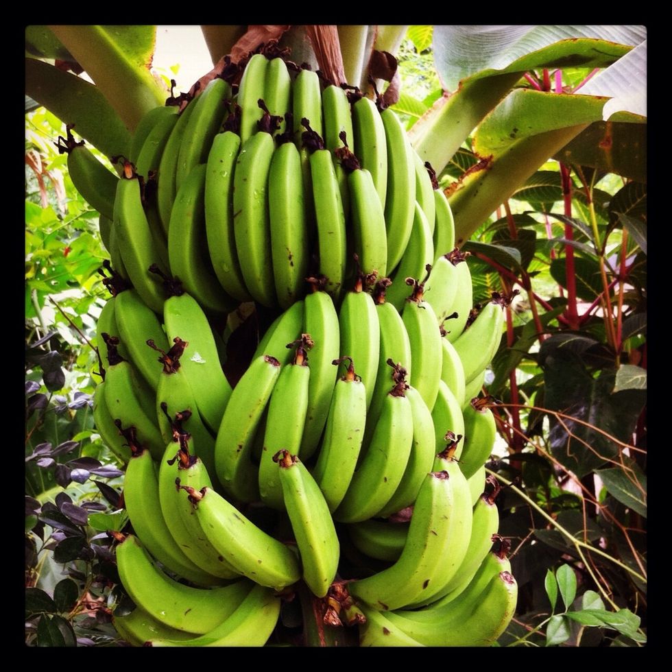5. EDITING. Some shots need editing. This one not so much, just a bit of definition in the bananas. Instagram has filters that can easily make your shots look slightly different.