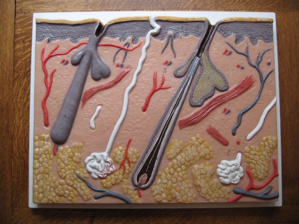 5 Take a nice, flat and clean model. In this example I took a model of the human skin.