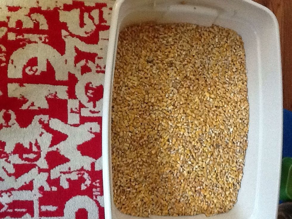 55 lbs cost me $16.95 can. It's fairly inexpensive if you are able to buy a sac of it. The corn is hard and dried and will NOT pop when heated. I've done this for ten yrs and so far no popcorn!!