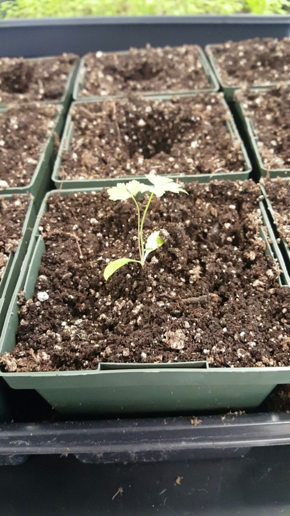 6. Make sure all roots are covered loosely with soil and plant is supported. Soil should be covering stem up to wear it was originally planted.