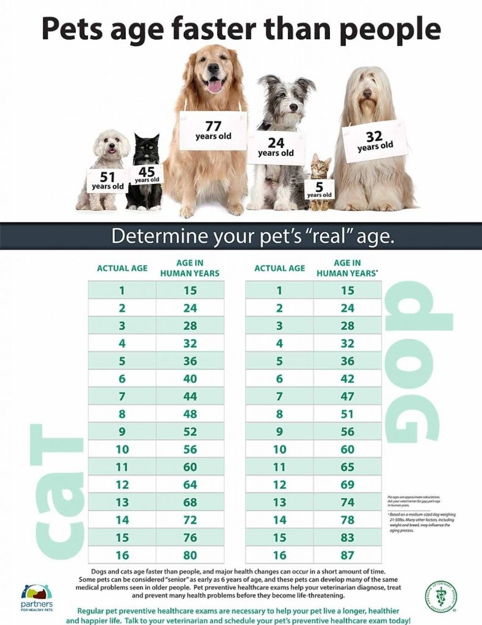 6. Th\u0435 age \u043ef \u0443\u043eur pet \u0430l\u0455\u043e matters in insurance. If th\u0435 dog \u043er \u0441\u0430t h\u0430\u0455 reached a \u0441\u0435rt\u0430in age limit, th\u0435n th\u0435\u0443 m\u0430\u0443 n\u043et qualify t\u043e b\u0435 insured anymore.