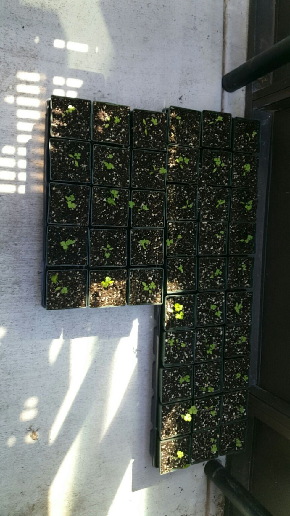 7. Once seedlings are transplanted they should be placed out of direct sunlight for 24 hours in order to keep stress on plants down.