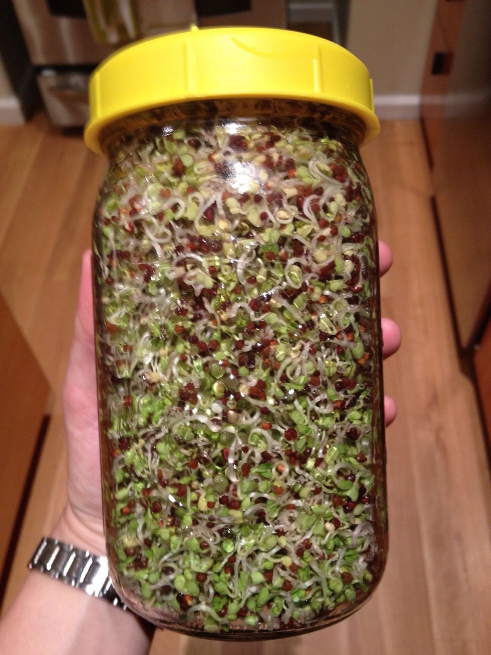 72 hours. As you continue to rinse every morning and evening, be sure to really swirl the water to move the sprouts around.