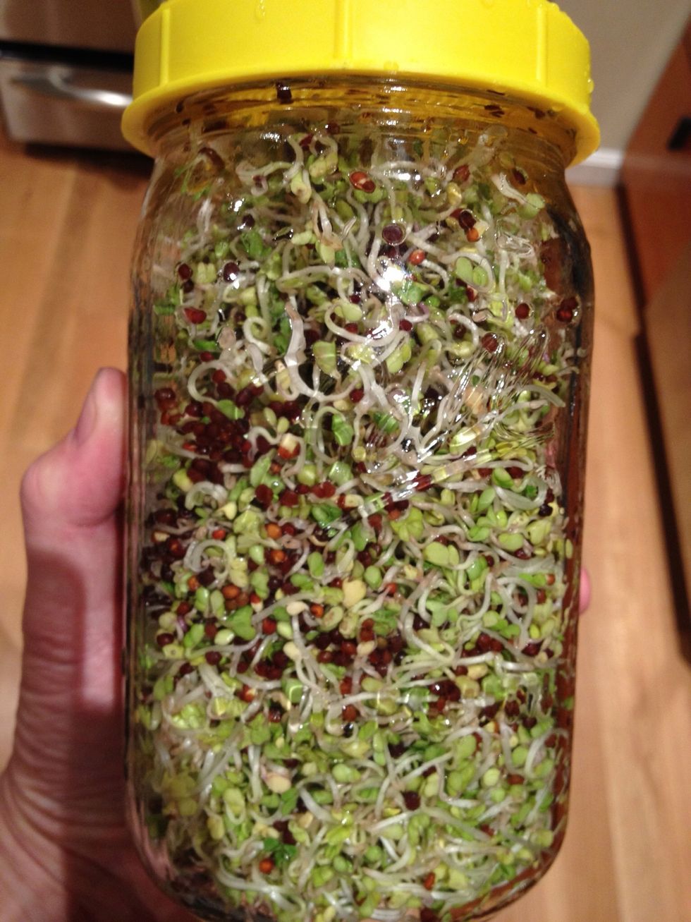 96 hours. At this point, expose the sprouts to indirect sunlight for a day or two so they green up. Do not expose the sprouts to direct sunlight.