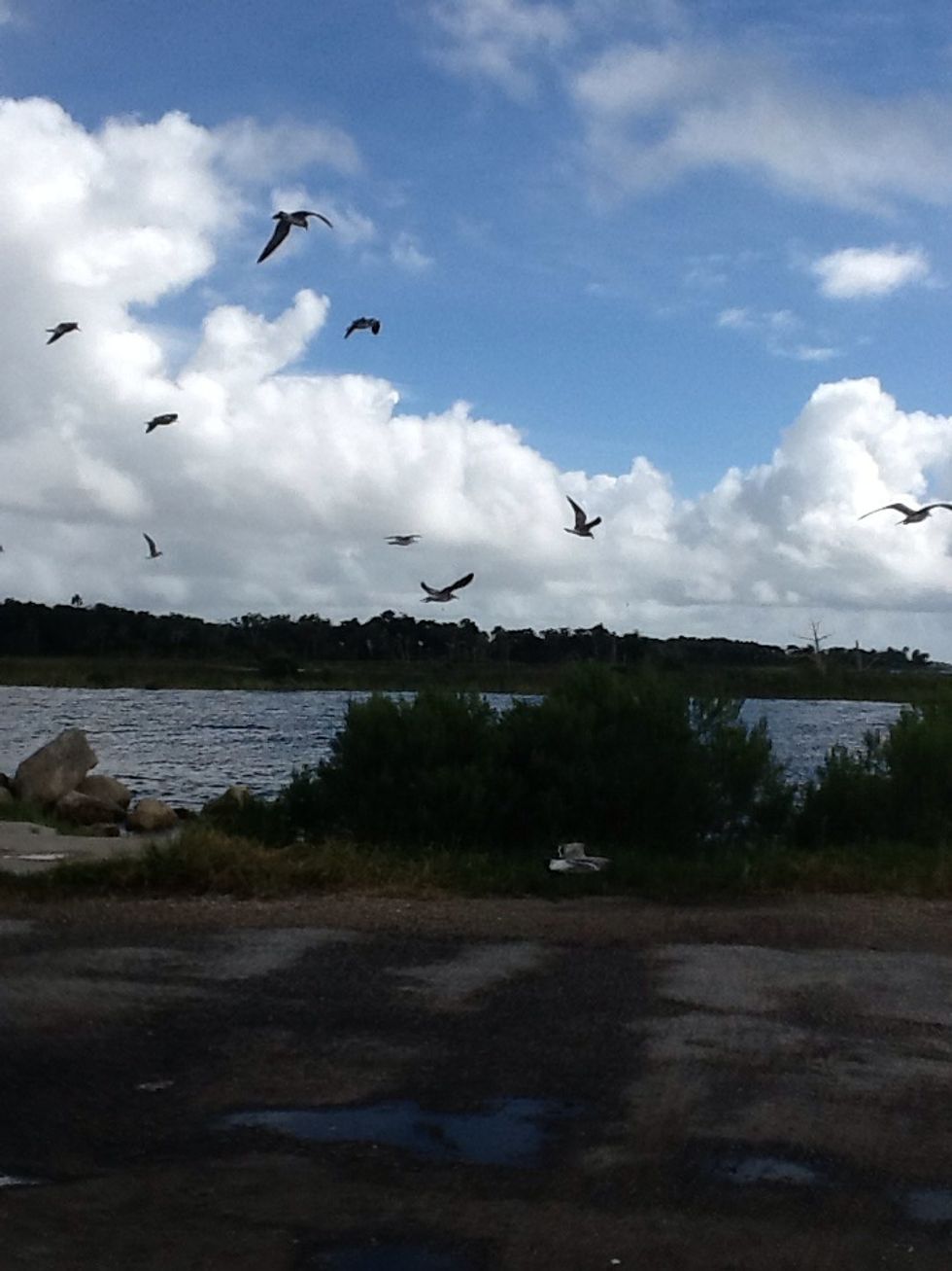 A beautiful day tripping around Florida! We did also hit about 5 different quilt and glass shops --- Hence my X- mas shopping done...but sewing and crafting is on high demand!