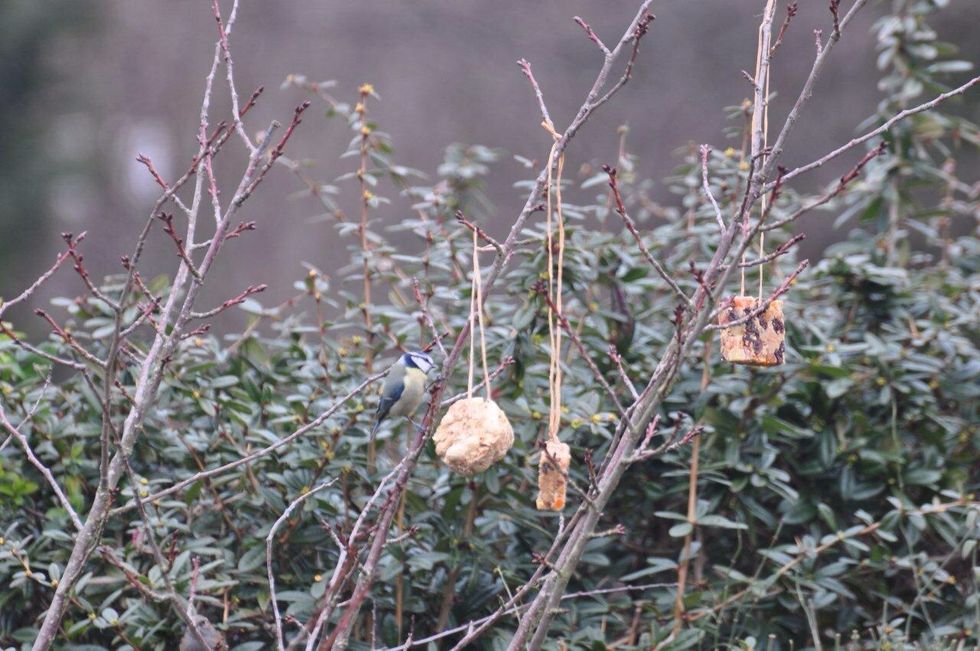 A blue tit landed on the suet cake within minutes of me putting it up. He's back every day!
