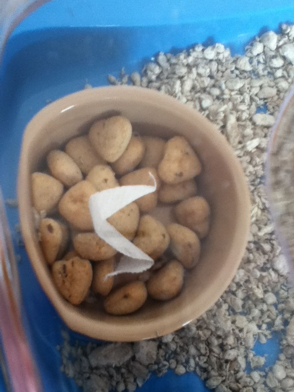A bowl and food (I suggest pellets, as they are better for their dietary needs, as when they have mixed food, they pick out the bits they like and don't get the full nutrients).