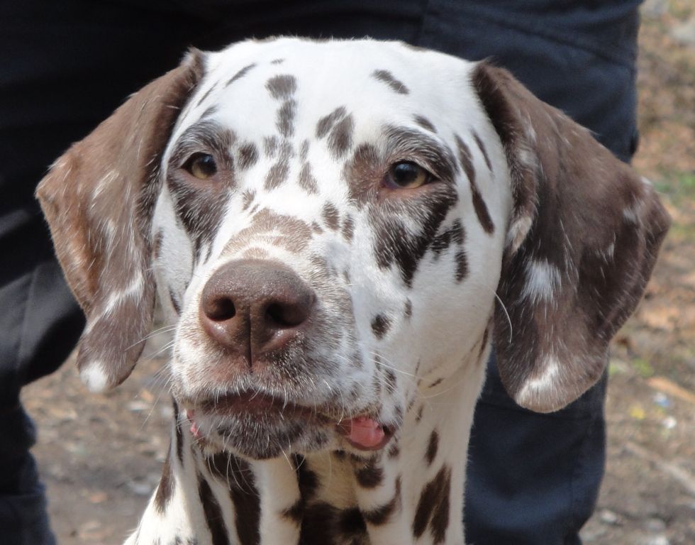 A day of a movie star dog starts early. Wake up, have a dog shake and start your morning exercises.