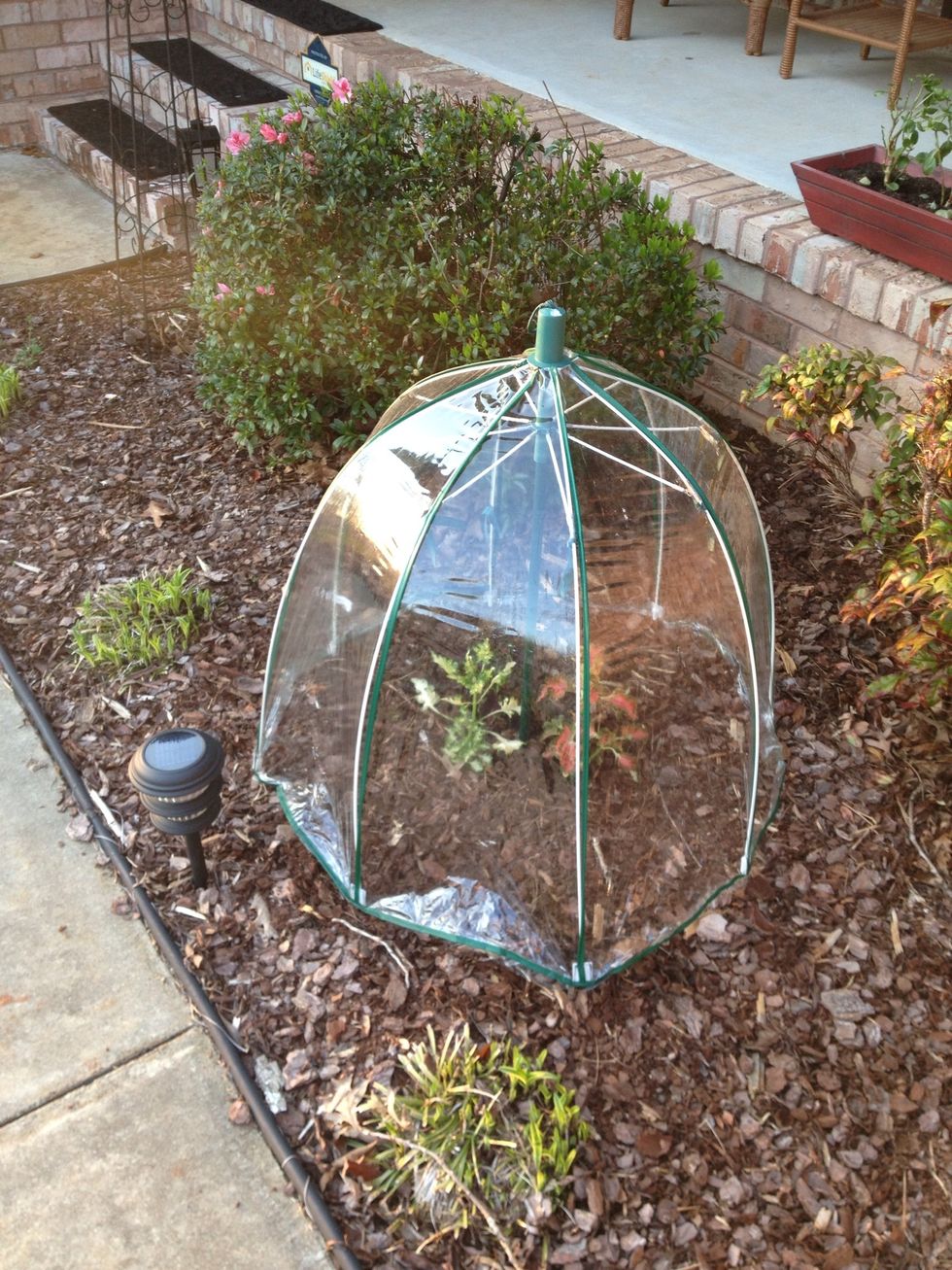 A deep umbrella is perfect. You can cut the handle off and use them to mount in the ground so the wind doesn't blow up under it.