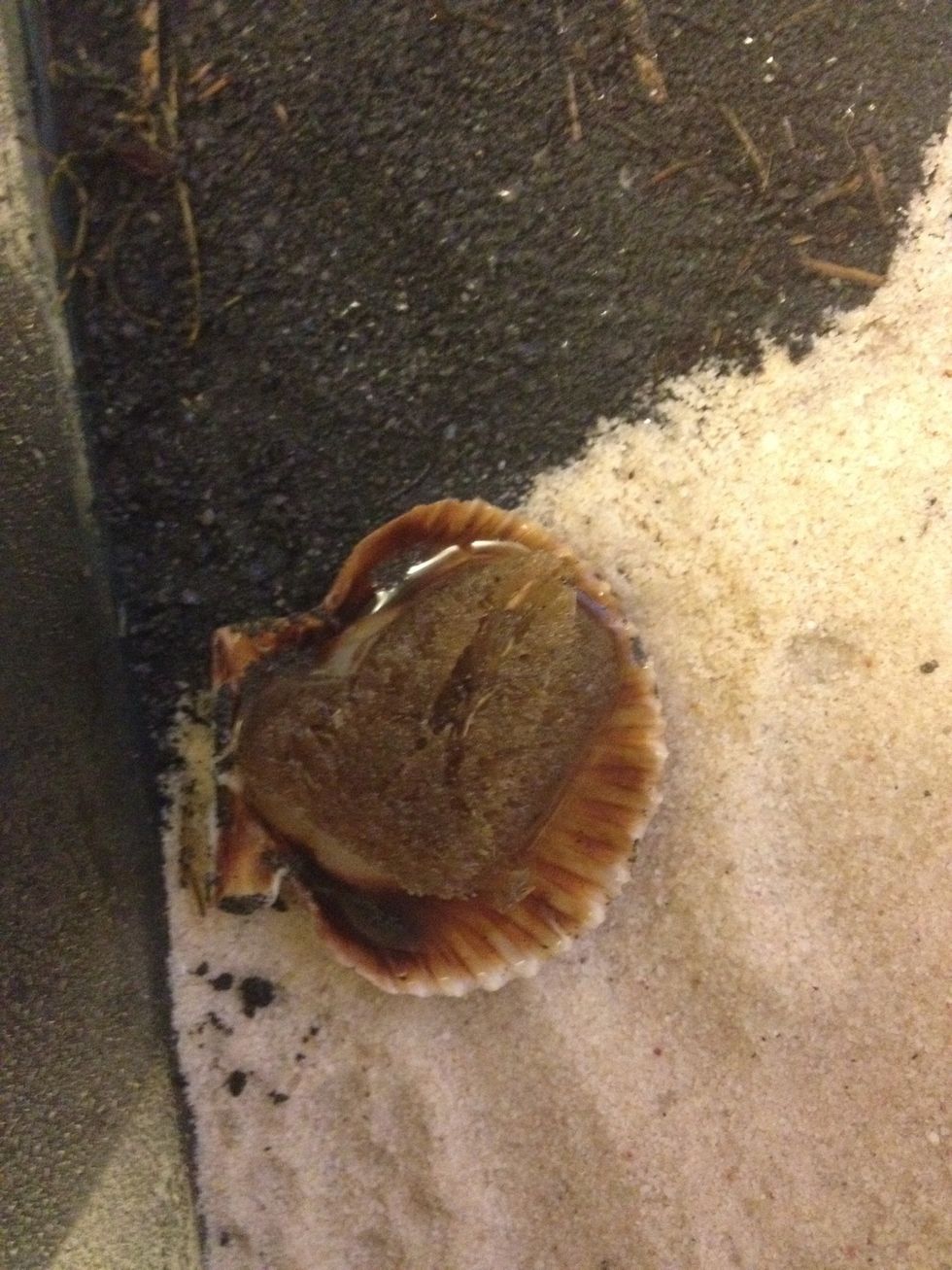 A dish with water, and sponge. Be sure to disinfect your sponge properly. Place the sponge in the microwave for 10 seconds once a week, but wash it thoroughly once a day :)