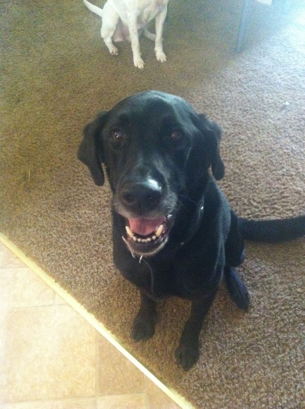 A dog is also a critical part of this process.
