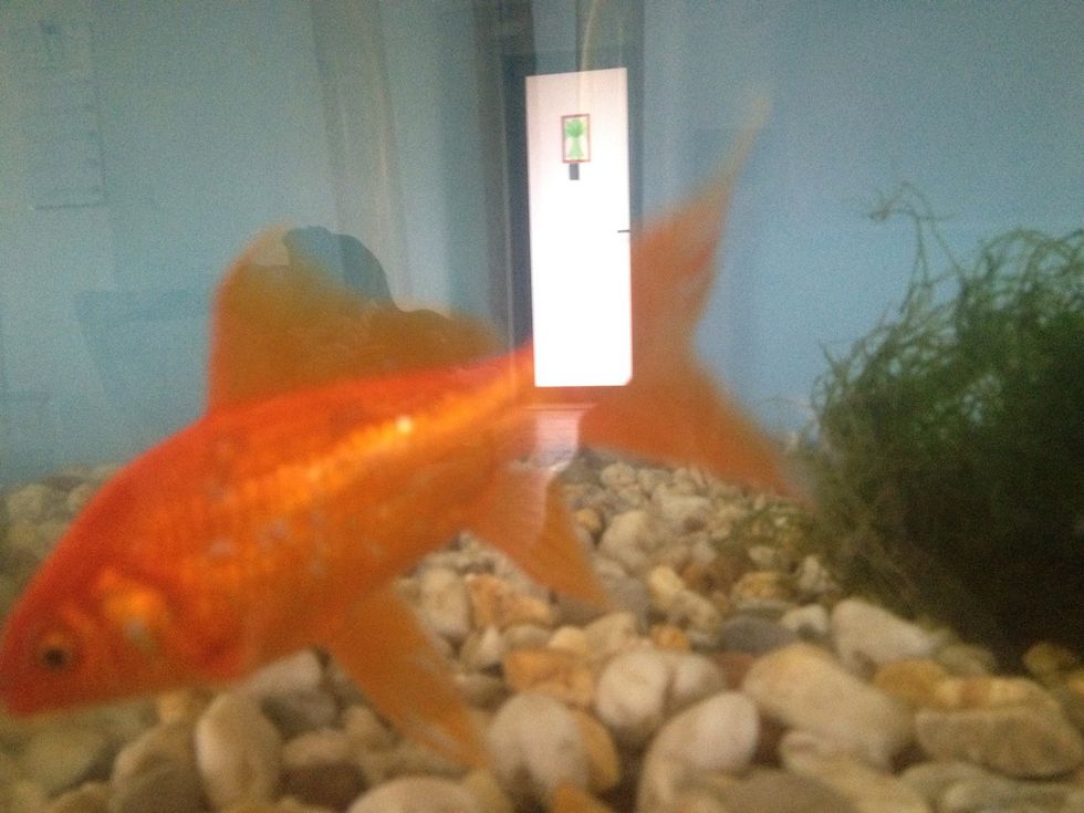A few MONTHS later... And Jo is happy \ud83d\udc4d The new scale growth has little or no colour, but now has a protective layer over them, and allows Jo to swim :)