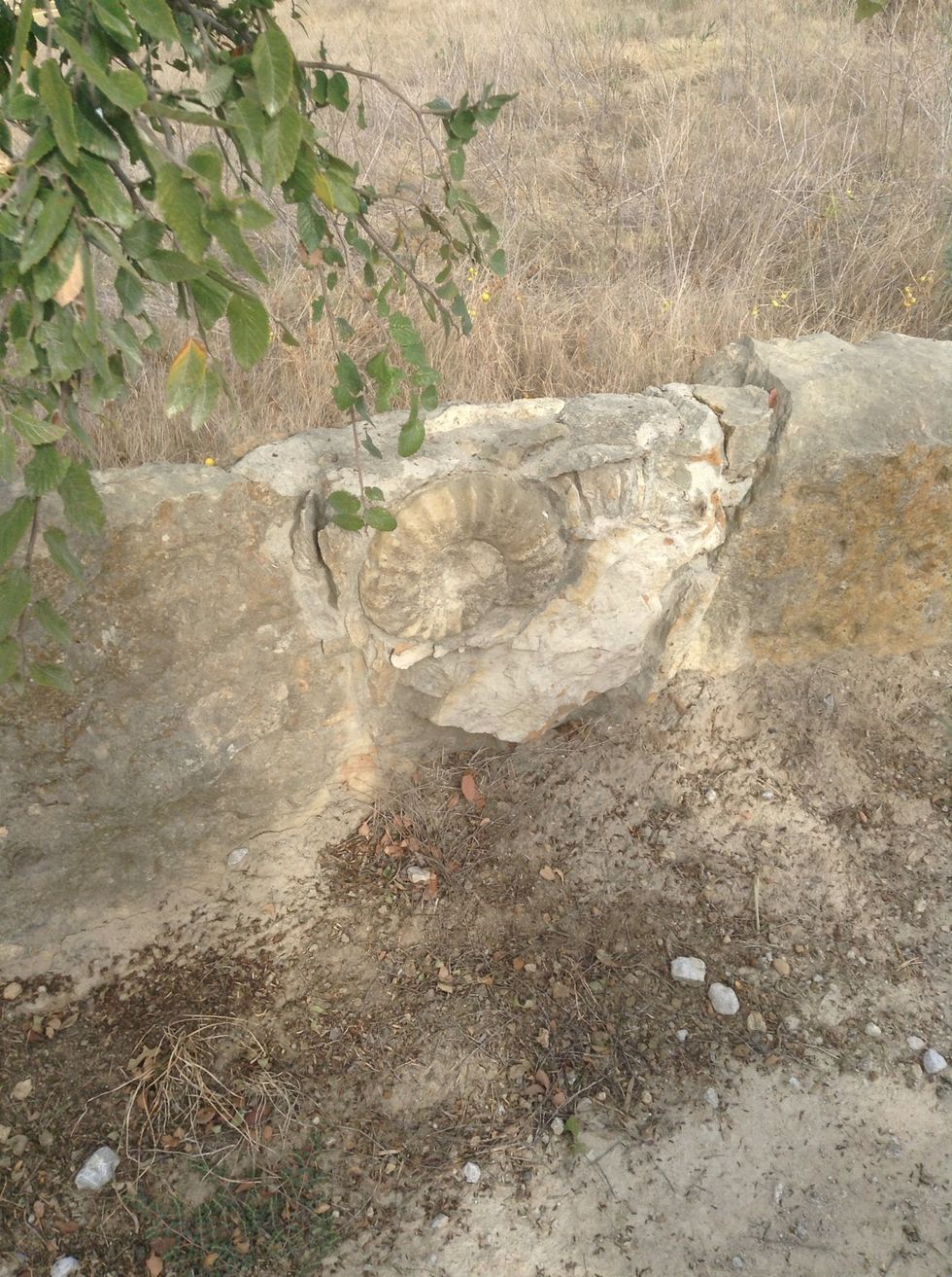 A fossil in rocks I now it's real because the teacher.