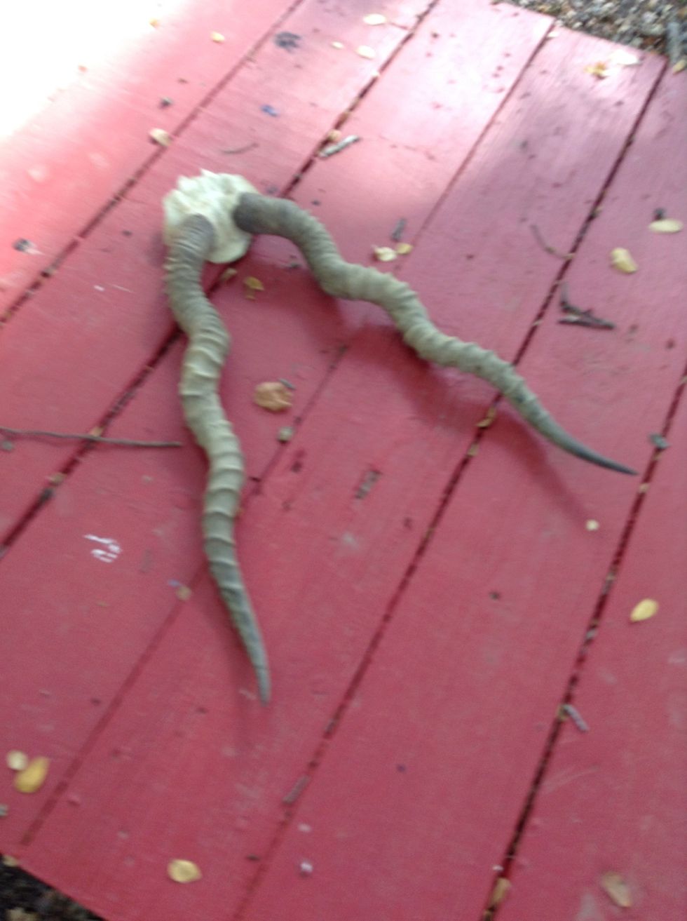 A goat head because where would they get them!