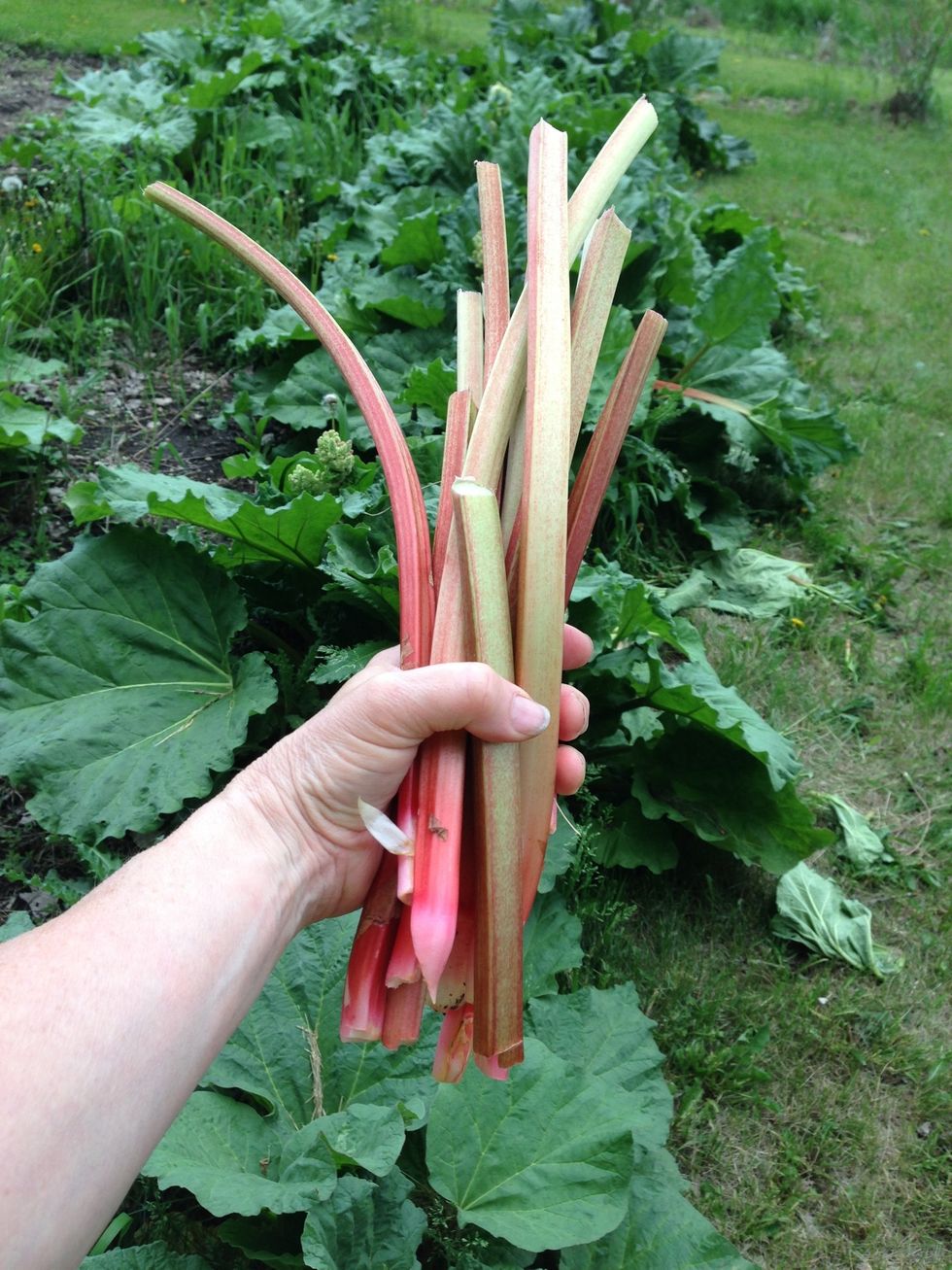 A handful is plenty. You need 2 cups for this recipe. (My sister likes to cook it down with sugar for sauce). NOTE: Never eat leaves. They are poisonous.