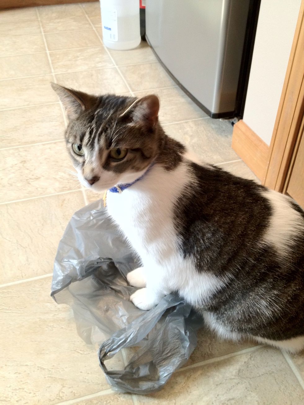 A kitchen assistant could be helpful as well, mine was not. (unless meowing every time you open a can is considered helpful.)
