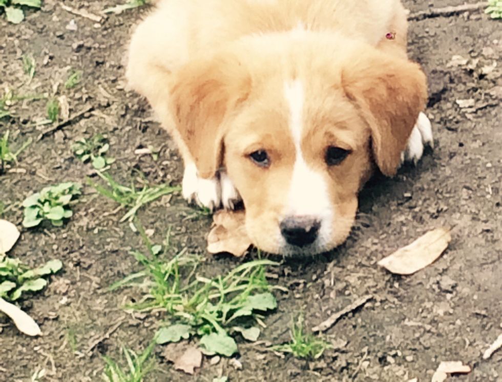 A lot of things have happened! My puppy AJ got bigger