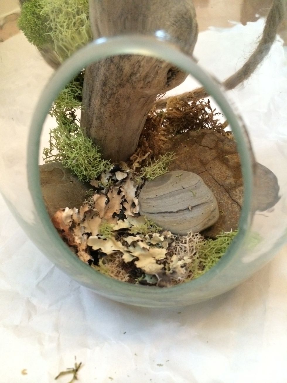 A piece of driftwood...and a bit more moss.