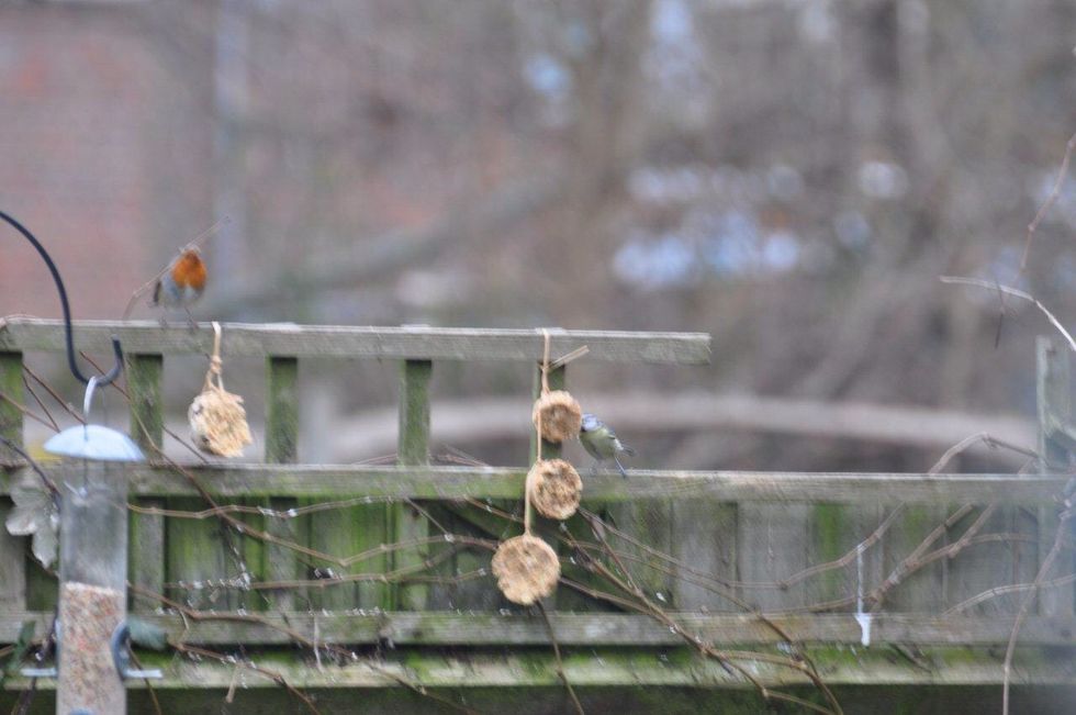 A robin and blue tit enjoyed the treats.