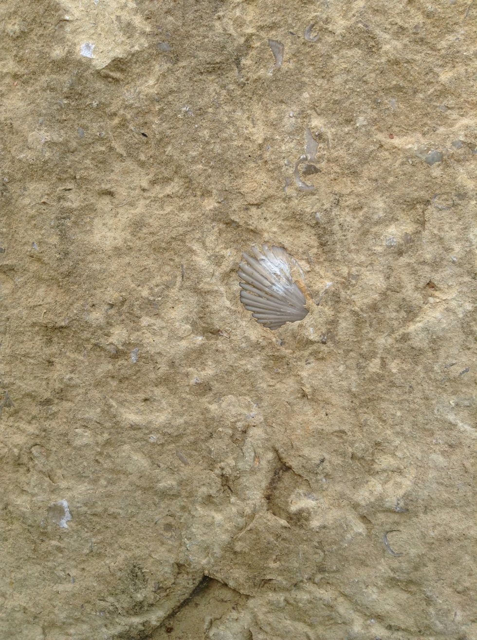 A seashell sits In this wall.