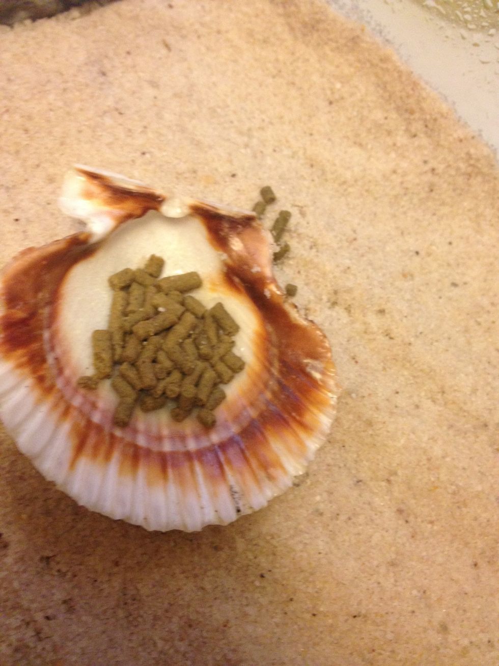 A shell with food. Also hermits love fruit, and grass. I feed mine a different fruit every day, apples, oranges, pineapple, but today they aren't as spoiled :)