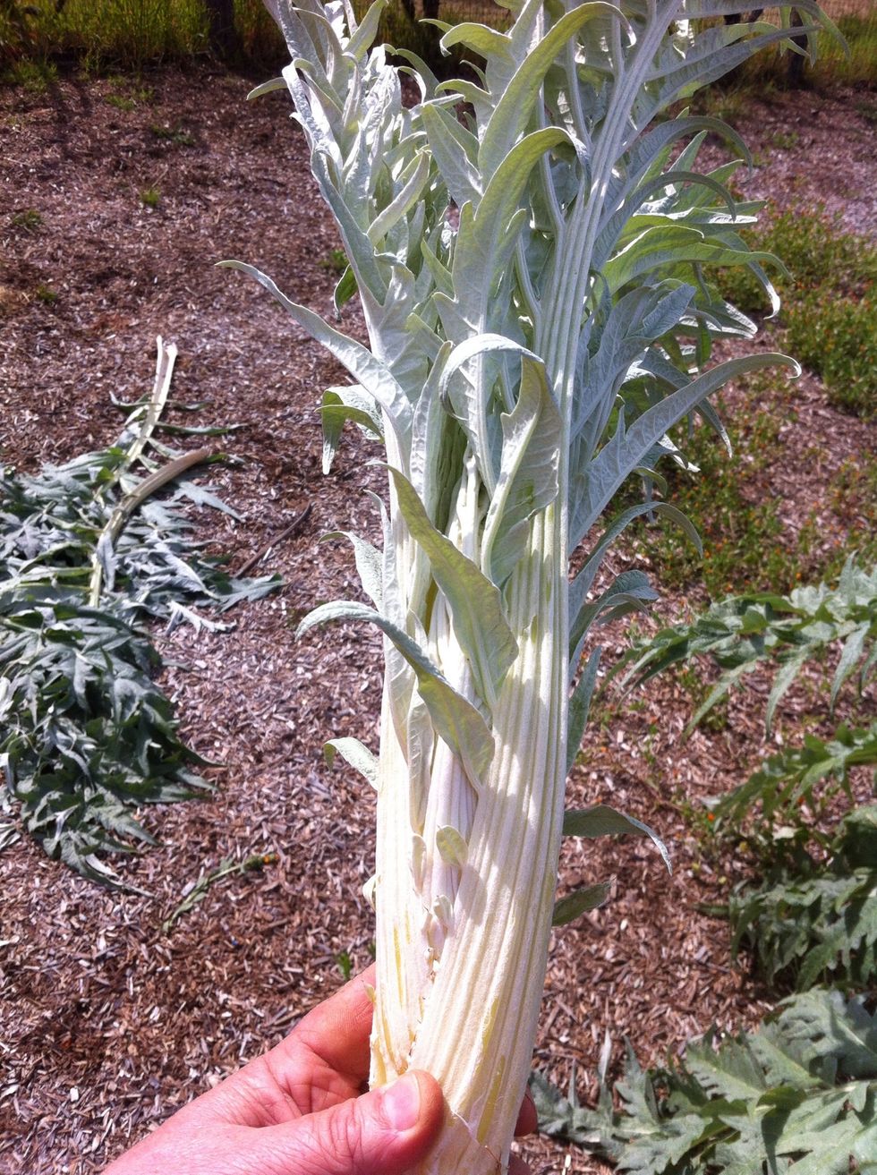 A smaller, new shoot will have stalks that are more tender.