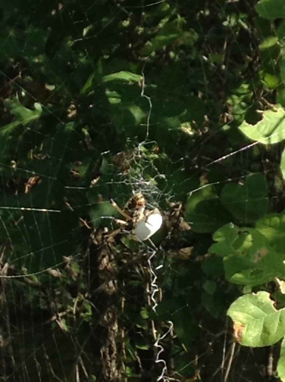 A spider nesting and killing a bug for food?