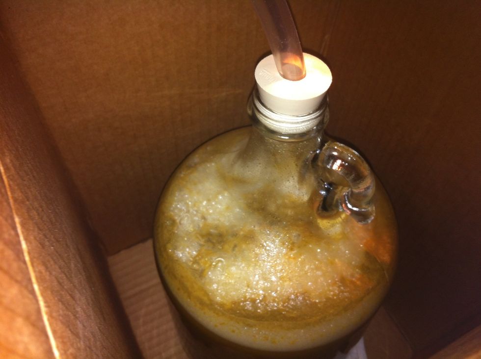 About 18 hours later you should see healthy fermentation as shown. This should continue for 3-4 more days. Keeps in a dark cool spot that maintains at least and ambient temp of 64-68 degrees.