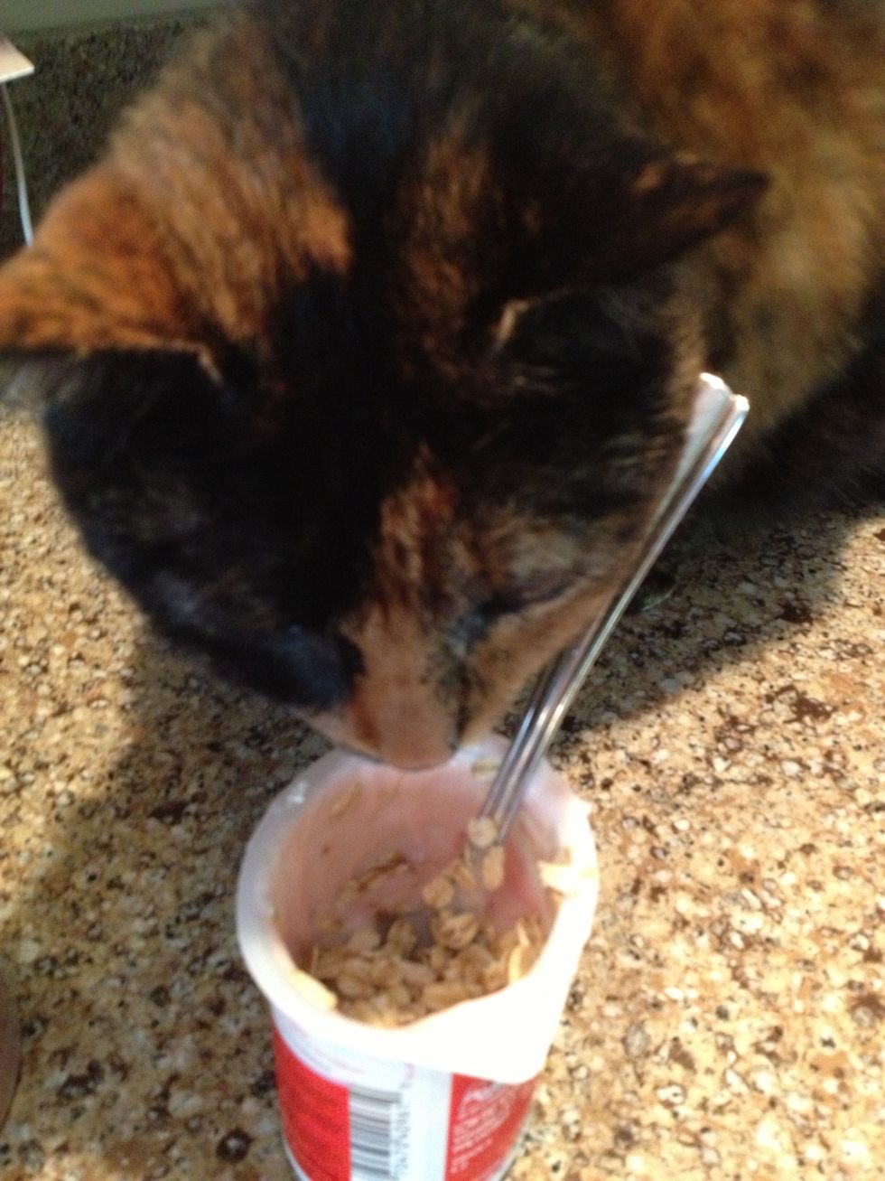 Add 1 tsp of oatmeal (optional). Watch out for hungry kittens who may think you are making them a special dessert