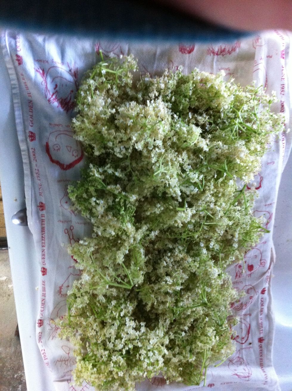 Add 300g of washed and dried elderflower heads