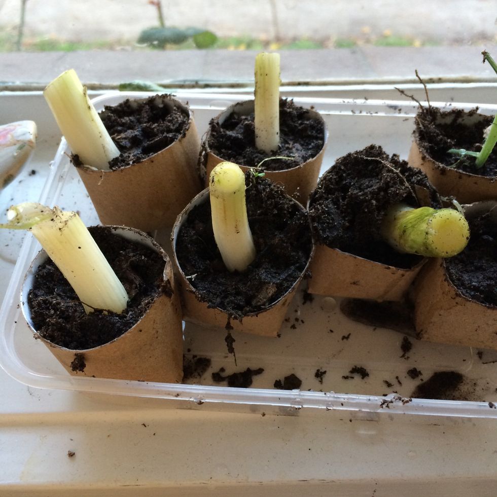 Add a little water. Keep soil damp. Sit containers in a larger container on a windowsill or similar.