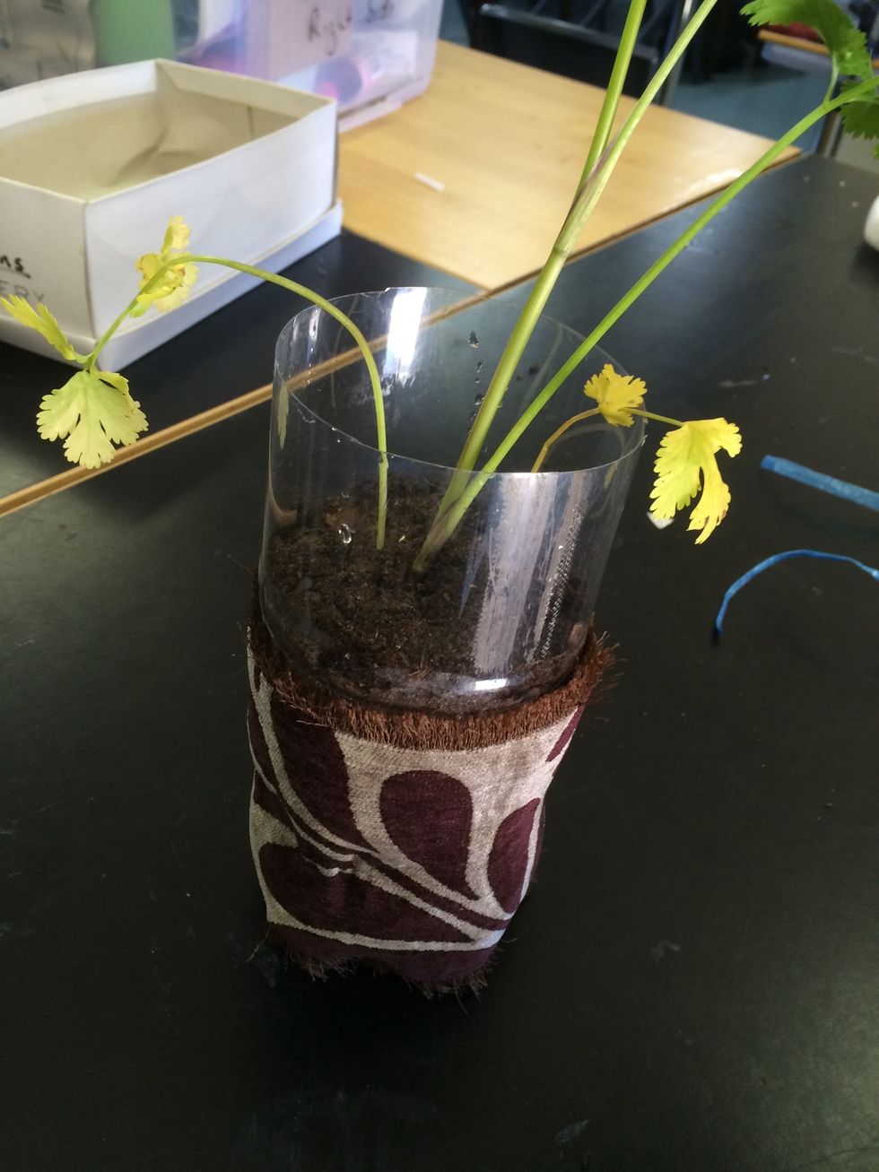 Add a plant for your plant pot!