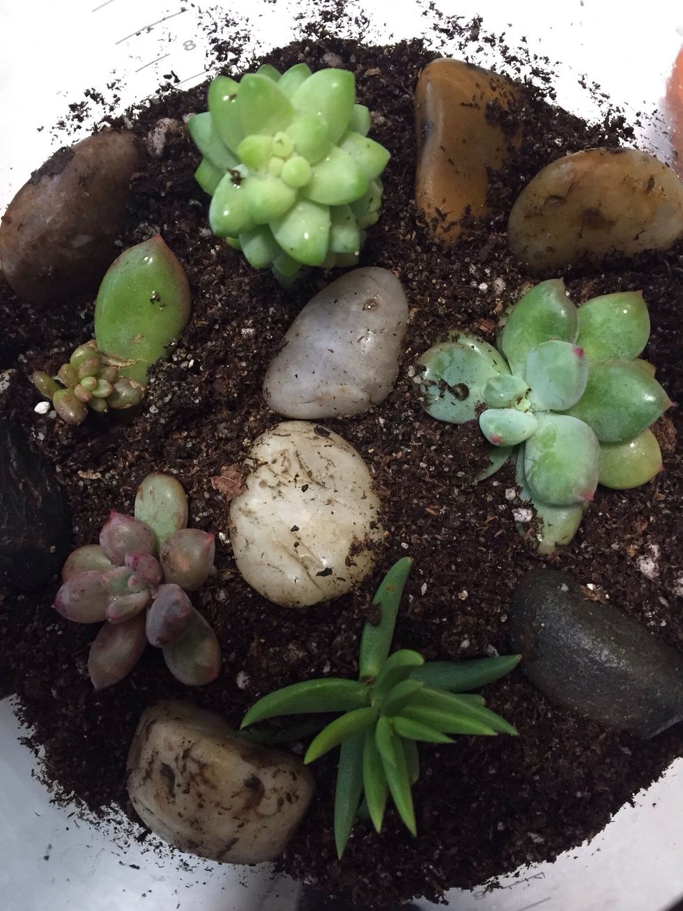 Add any extra rock and gently water.